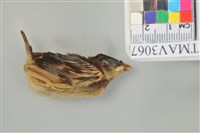 藏品(麻雀)的圖片